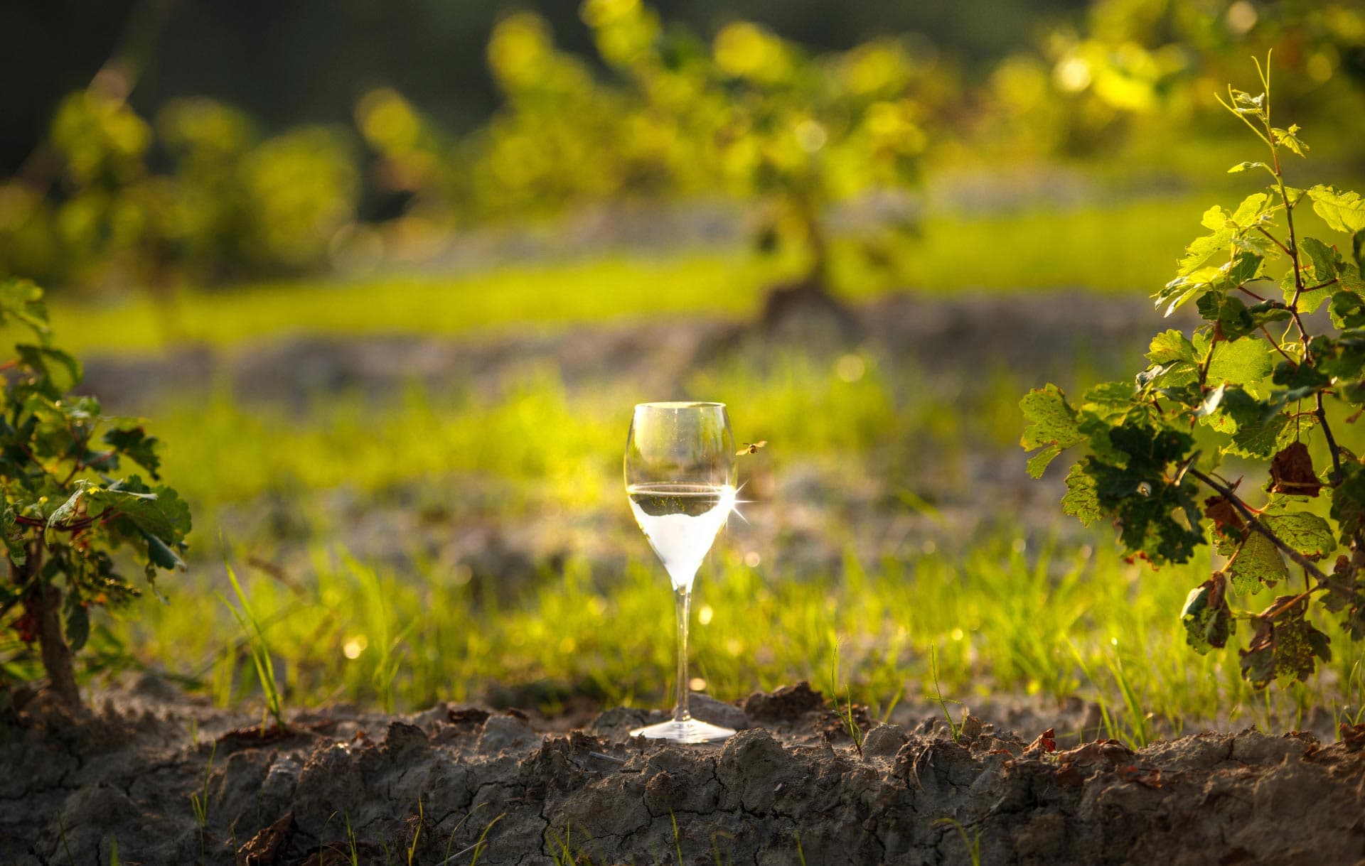 Das Gebiet – Opera Wein Art Bayreuth