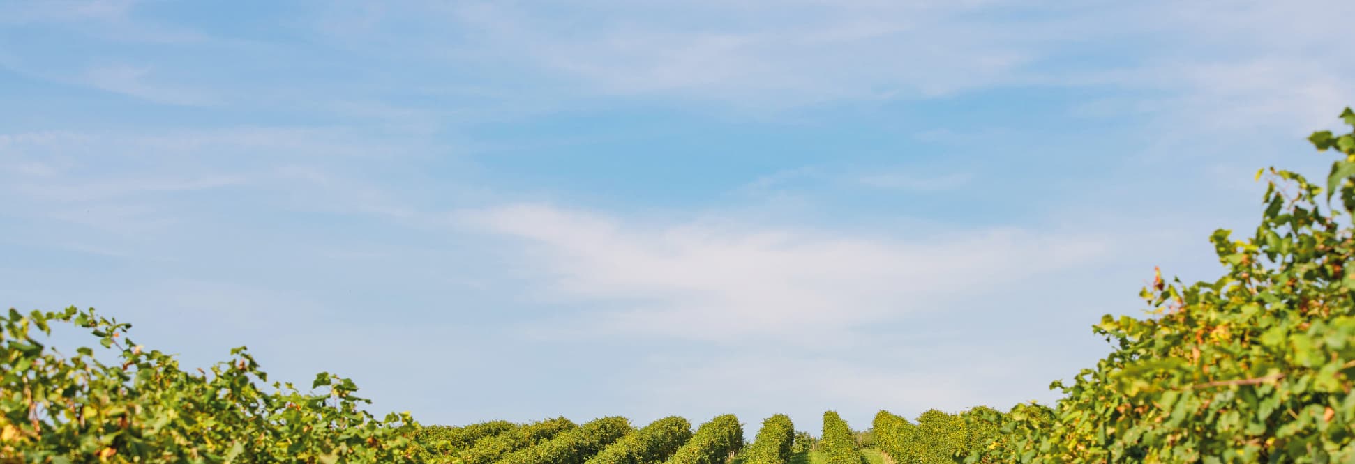 Italienische Weinregionen von Nord nach Süd