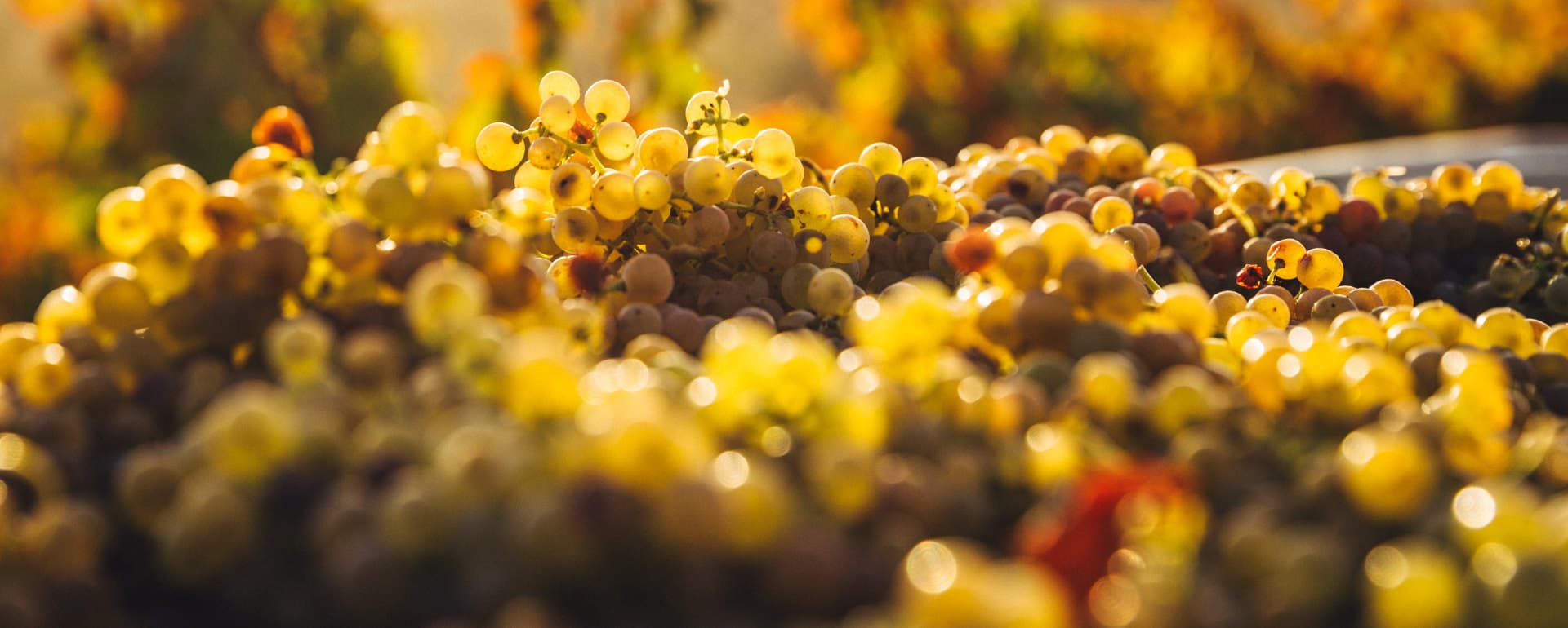Weinsorten bei OPERA Wein Art